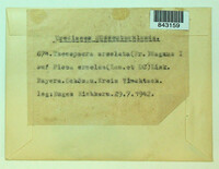 Thekopsora areolata image